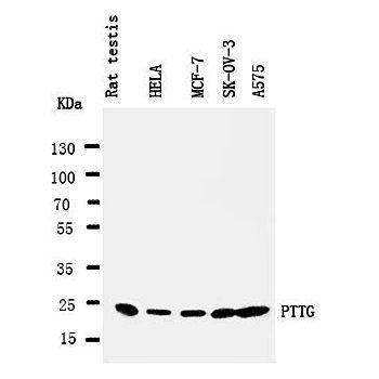 Securin/PTTG1 Antibody