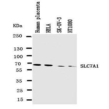 CAT1/SLC7A1 Antibody
