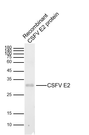 CSFV Envelope glycoprotein E2 antibody