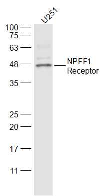 GPR147 antibody