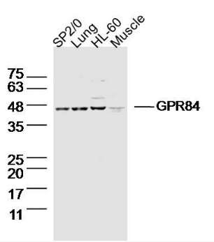 GPR84 antibody