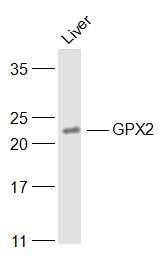 GPX2 antibody