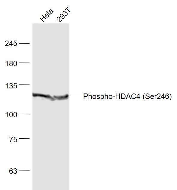 HDAC4 (Phospho-Ser246) antibody