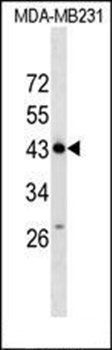 ZNF550 antibody