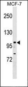 RIP140 antibody