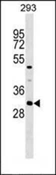 ASB7 antibody