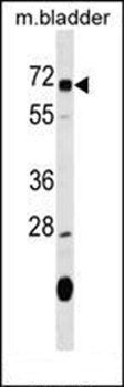 OSGIN1 antibody