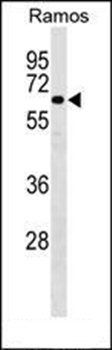 SASS6 antibody