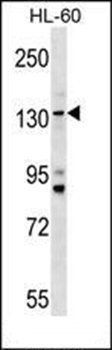 TMC5 antibody