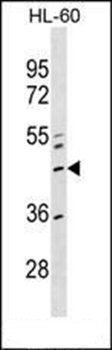 ZNF589 antibody