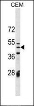 IZUM1 antibody