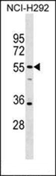 SPATA21 antibody