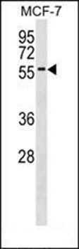 ZNF787 antibody