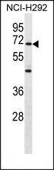 ZNF568 antibody
