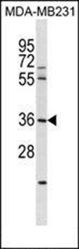 RNF217 antibody
