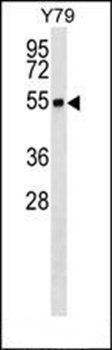 RNF26 antibody