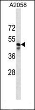 MRGPRF antibody