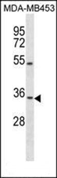 OSTM1 antibody