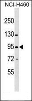 ZNF484 antibody