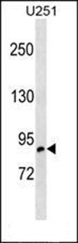 OSBPL10 antibody