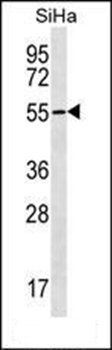 RNF150 antibody
