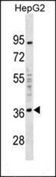 EDA2R antibody