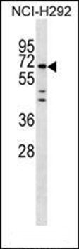 MIER3 antibody