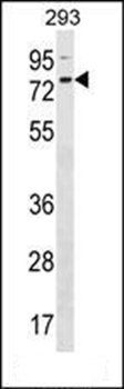 ZNF416 antibody