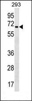 ZNF426 antibody