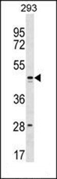 FAM155B antibody