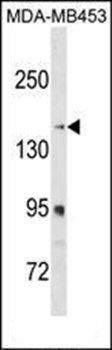 RRBP1 antibody