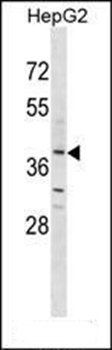 OR2K2 antibody