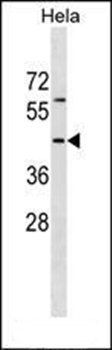 RBM41 antibody