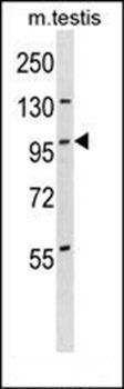 STK11IP antibody