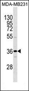 OR1I1 antibody