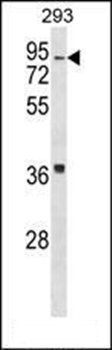 HIRIP3 antibody