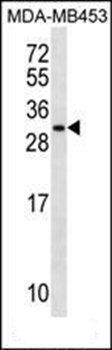 MRPS10 antibody