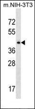 42253 antibody