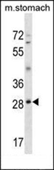 GSC antibody
