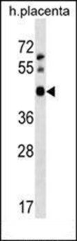 APOBEC3D antibody