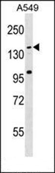 CCDC144C antibody