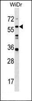 LRRC14B antibody