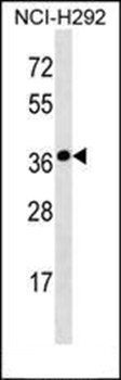 SYNPR antibody