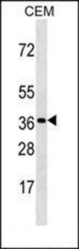 OR3A3 antibody