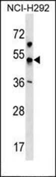 KCNJ18 antibody