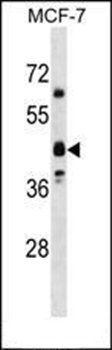 OR5M8 antibody
