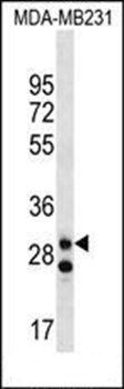 LRRC3C antibody