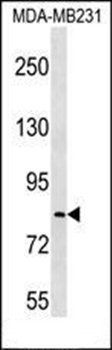 LRRC70 antibody