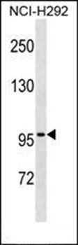 ZNF229 antibody
