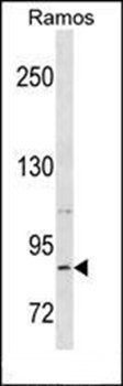 RXFP2 antibody